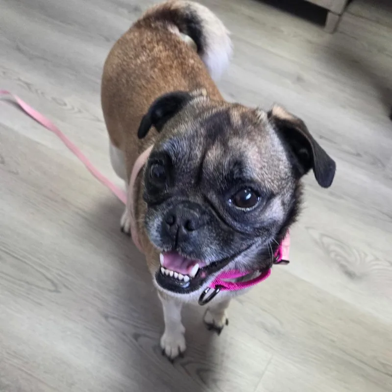 Belle thumbnail 5