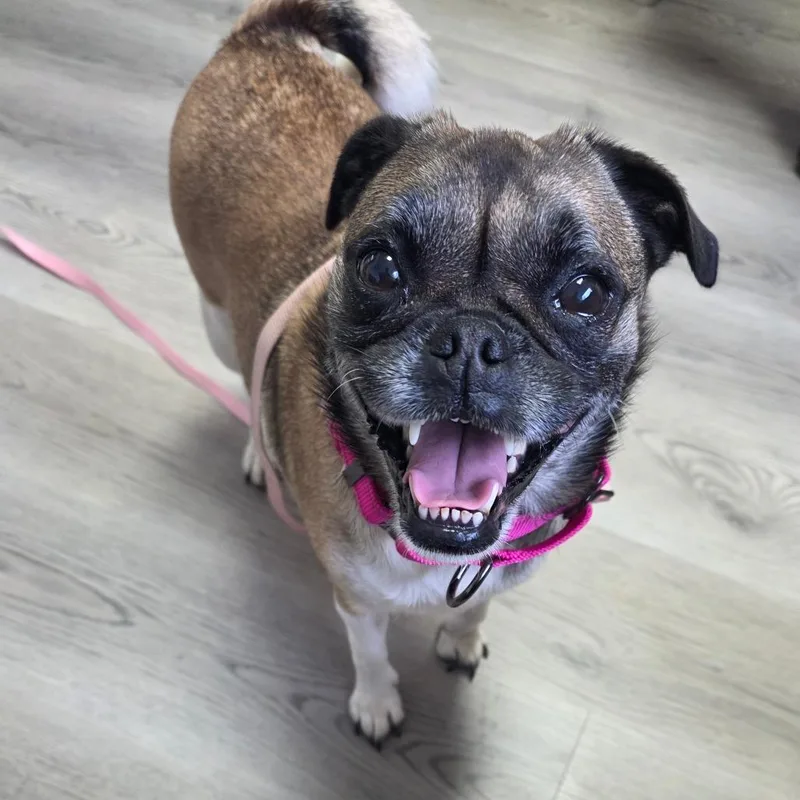 Belle thumbnail 6