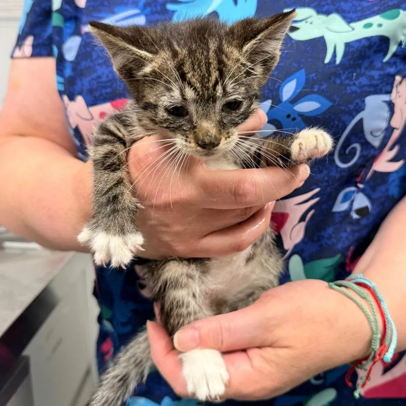 A baby small-sized female Domestic Short Hair cat named Seahorse for adoption in Ewing, NJ