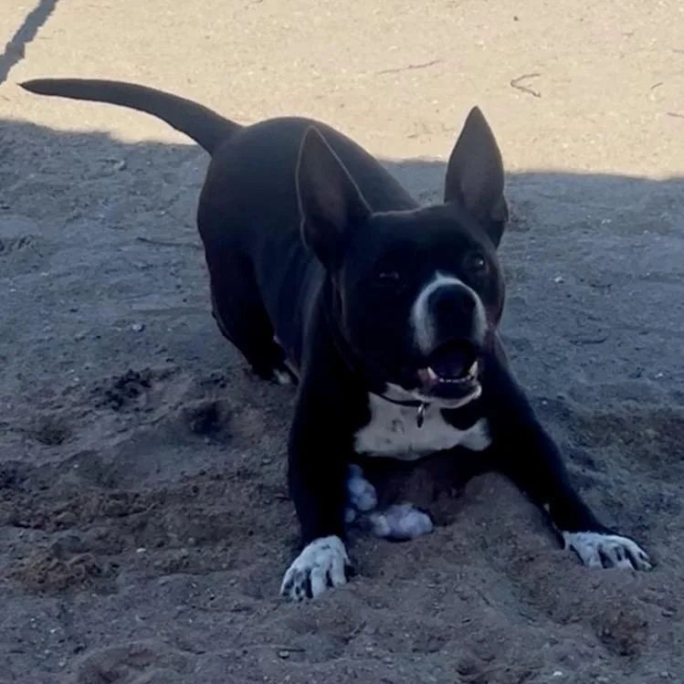 An adult medium-sized female Black Mixed Breed dog named Taz for adoption in Port Charlotte, FL