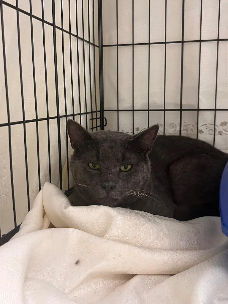 A young medium-sized male Domestic Short Hair cat named Danny Boy for adoption in Pomona, NY