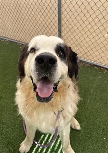 An adult large-sized male Saint Bernard dog named Mammoth for adoption in Phoenix, AZ