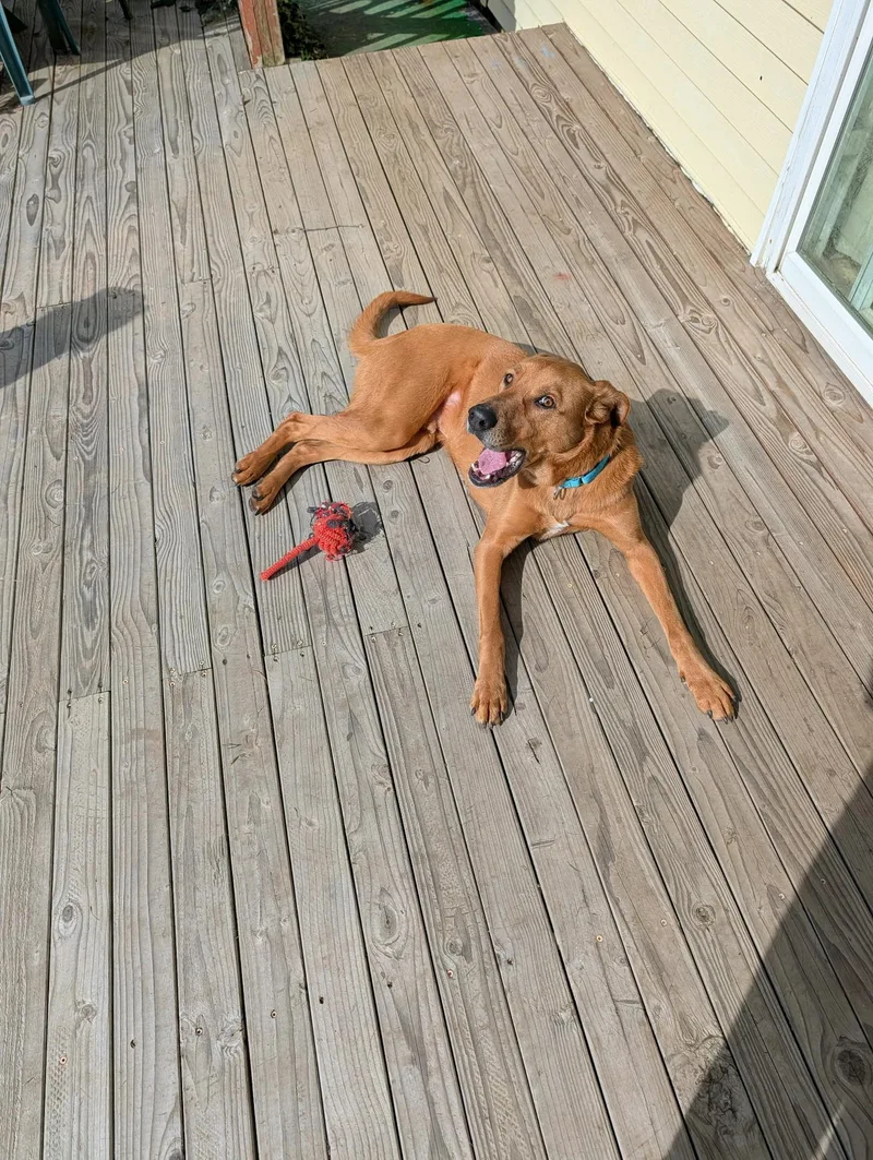 Scooby Doo thumbnail 3