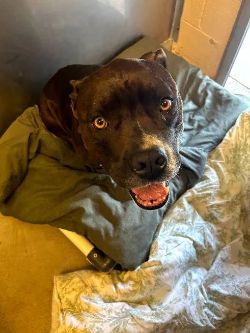 An adult large-sized male Black Terrier dog named Blaise for adoption in Cape May Court House, NJ