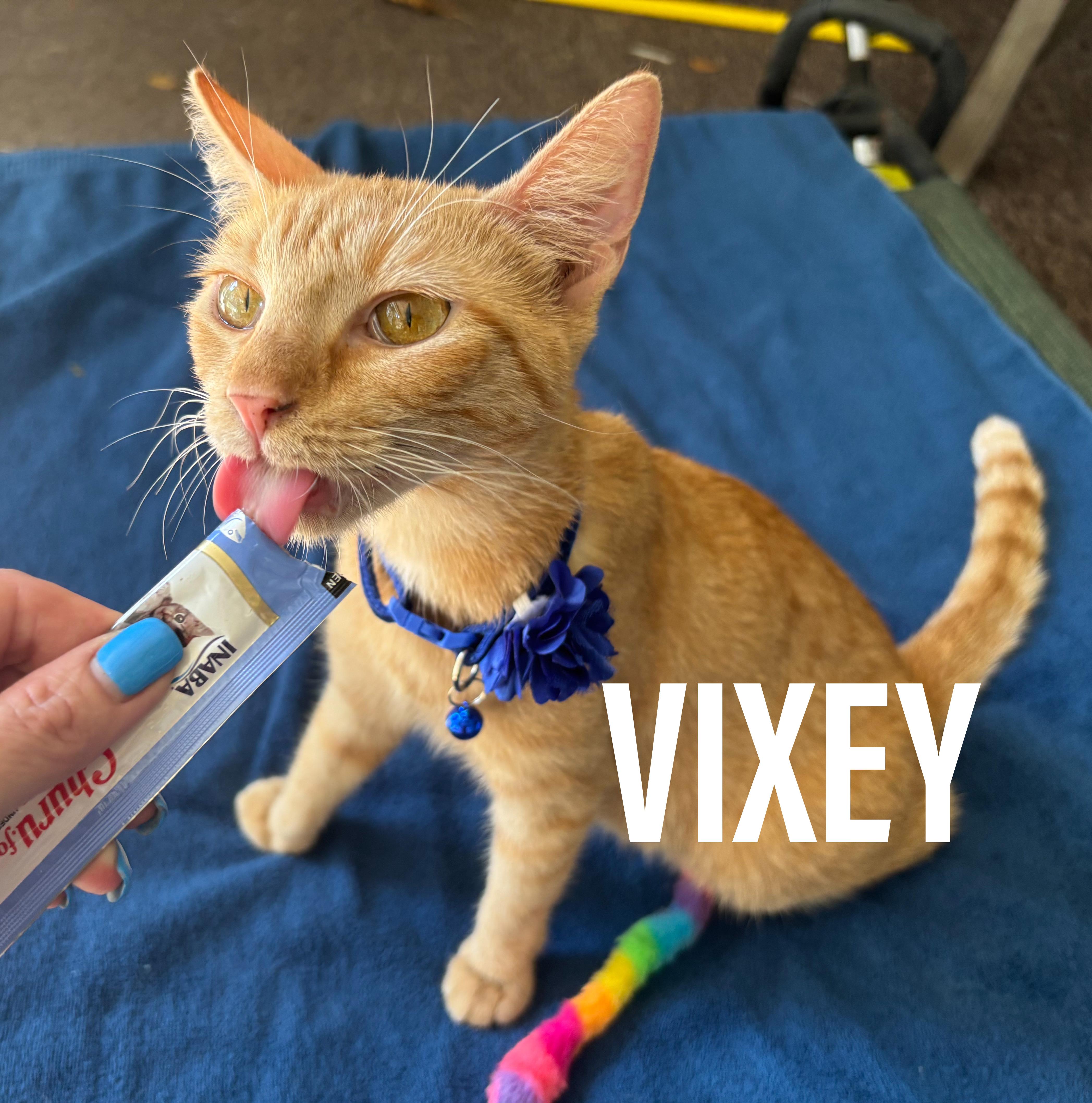 An adult medium-sized female Orange / Red Domestic Short Hair cat named Vixey for adoption in Jacksonville, FL