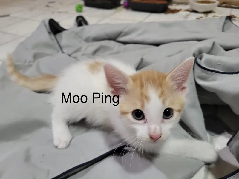 Moo Ping thumbnail 2