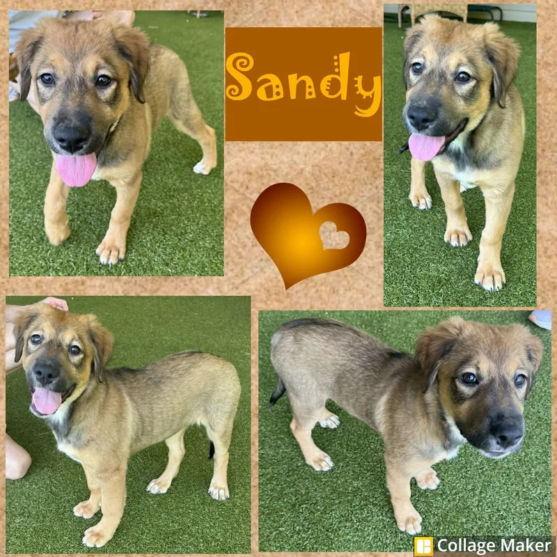 Sandy