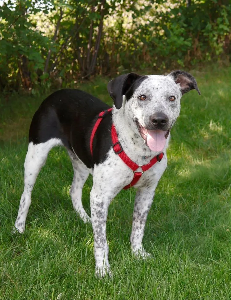 A baby medium-sized male Cattle Dog dog named Noah  Summer Lovin' for adoption in Savage, MN