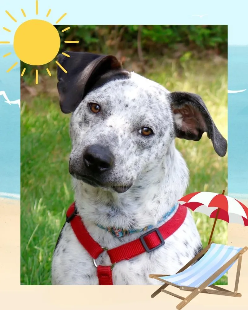 Noah  Summer Lovin' thumbnail 3