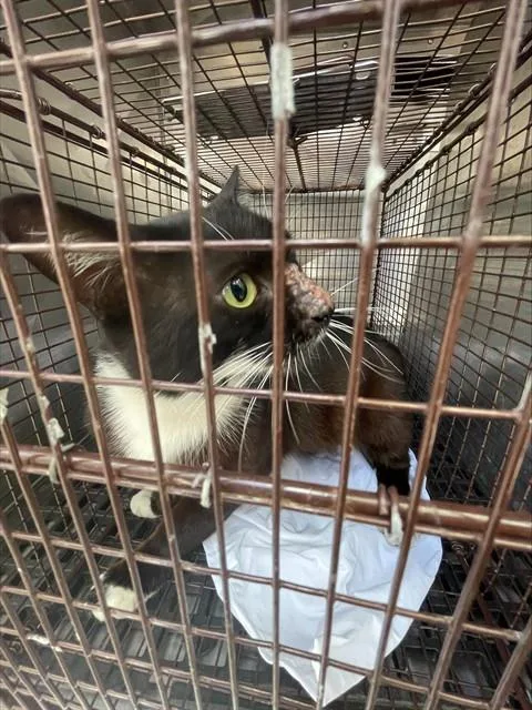 A young medium-sized male Domestic Short Hair cat named Oreo for adoption in Miami, FL