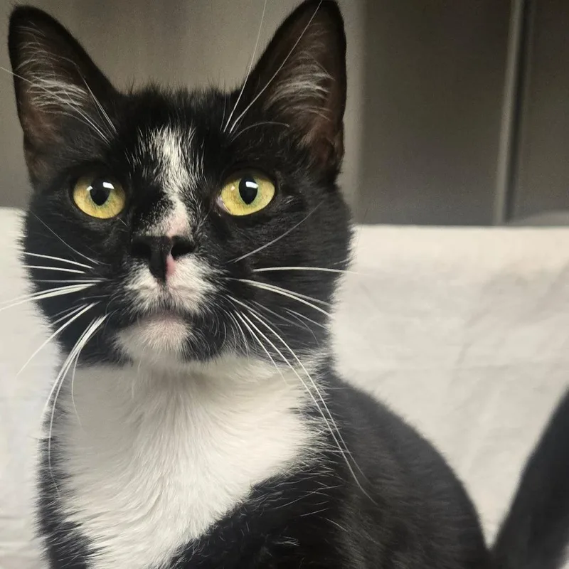 An adult large-sized female Black Domestic Short Hair cat named Valvoline for adoption in Hendersonville, NC