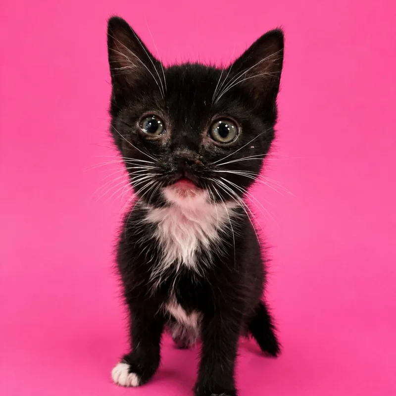 A baby small-sized female Black Domestic Short Hair cat named Daigley for adoption in Fredericksburg, VA