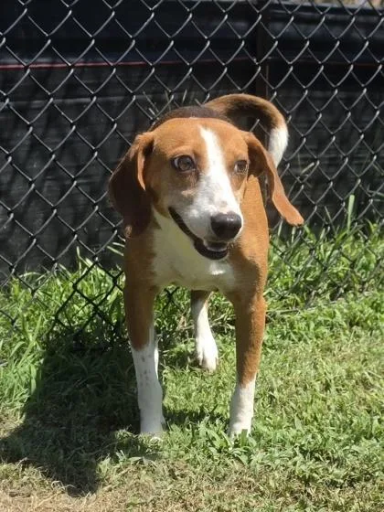 An adult medium-sized female Beagle dog named Dolphin for adoption in Conway, SC