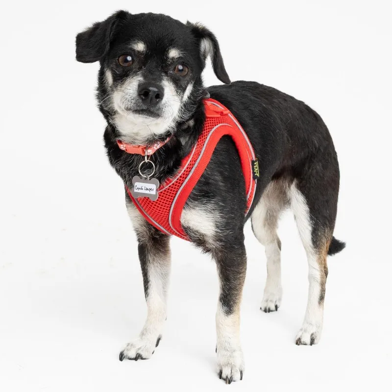 A senior small-sized female Black Chihuahua dog named Cyndi Lauper for adoption in San Francisco, CA