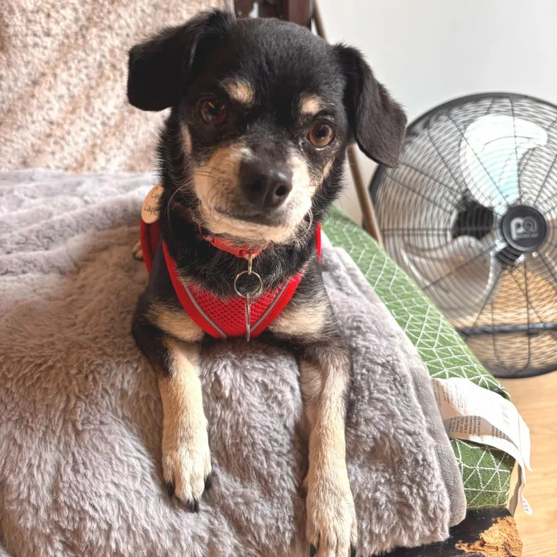 Cyndi Lauper thumbnail 2