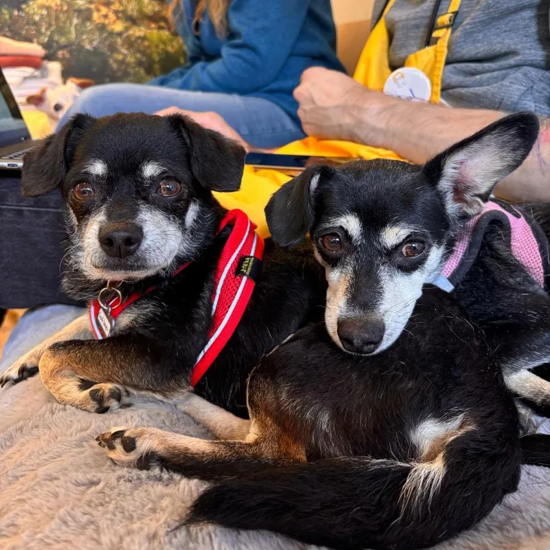 Cyndi Lauper thumbnail 3