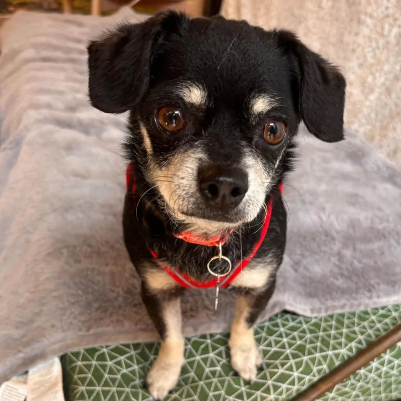 Cyndi Lauper thumbnail 4