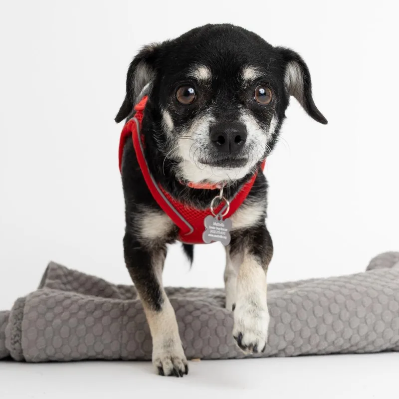 Cyndi Lauper thumbnail 5