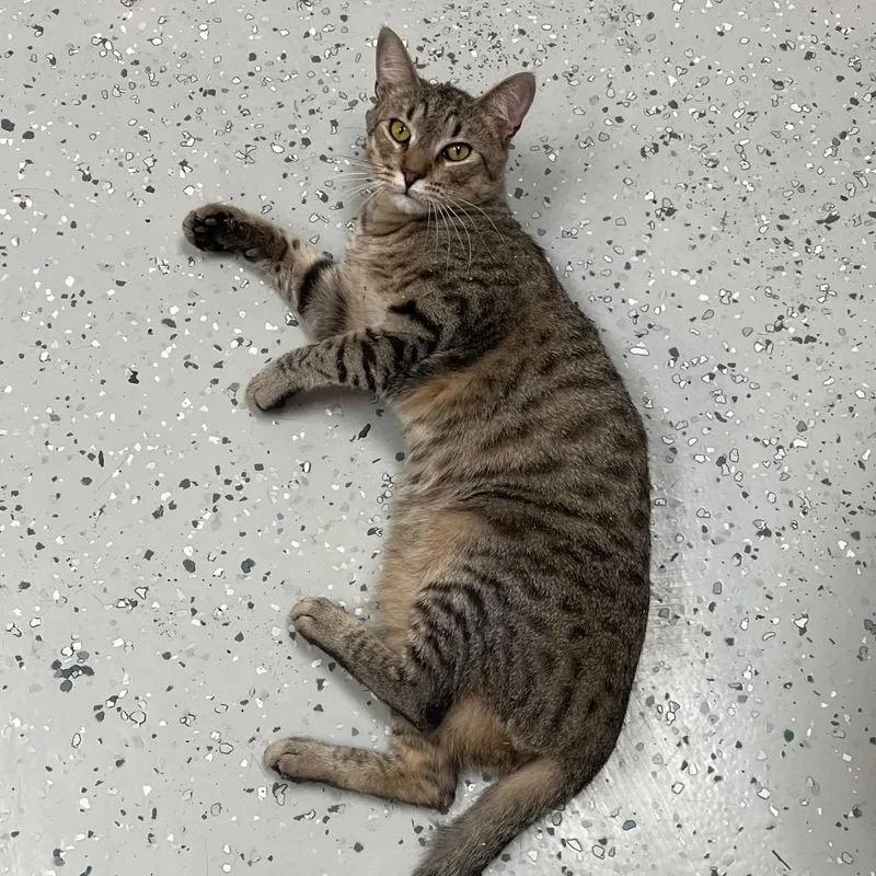 Charles Darwin thumbnail 4