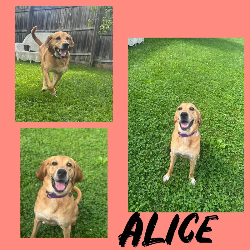 An adult large-sized female Bloodhound dog named Alice for adoption in Springfield, VT