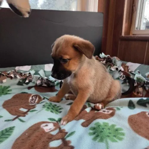 A baby small-sized female Brown / Chocolate Mixed Breed dog named Sally for adoption in Toms River, NJ