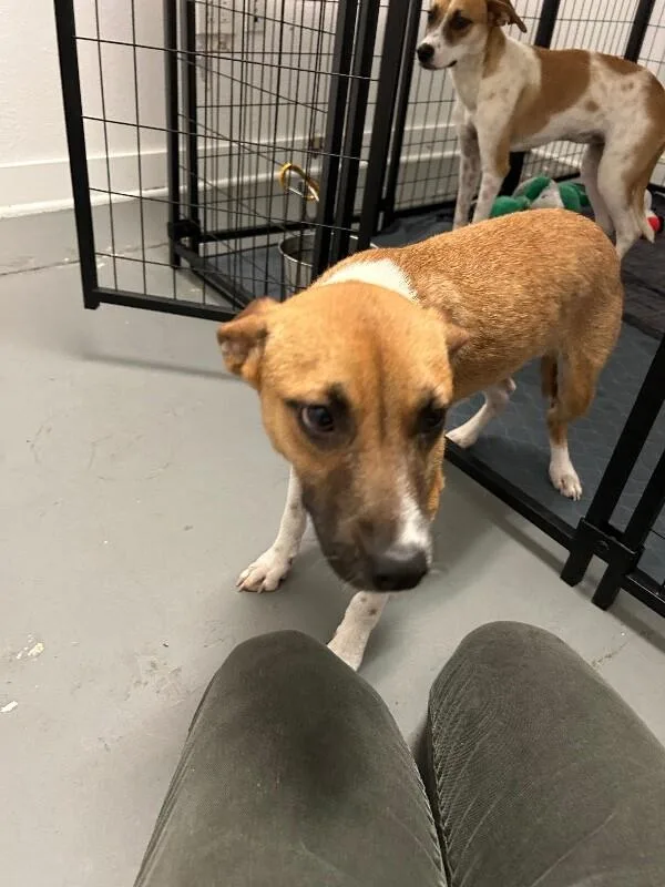 A baby medium-sized female Cattle Dog dog named Estrella for adoption in Van Nuys, CA