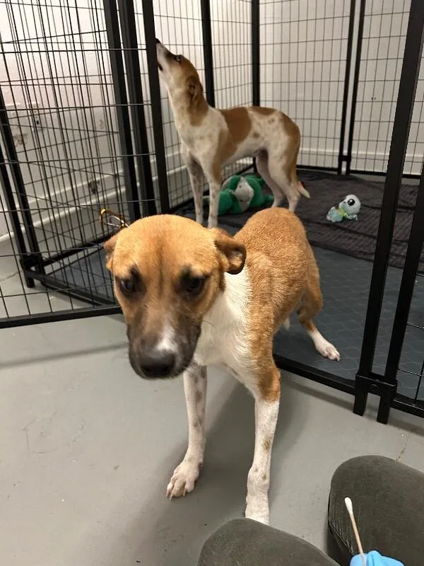 Estrella thumbnail 2