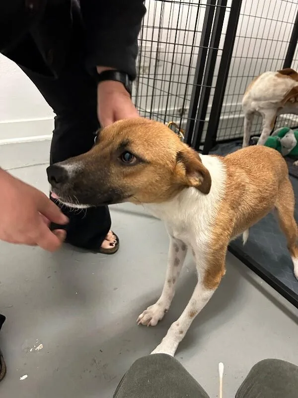 Estrella thumbnail 3