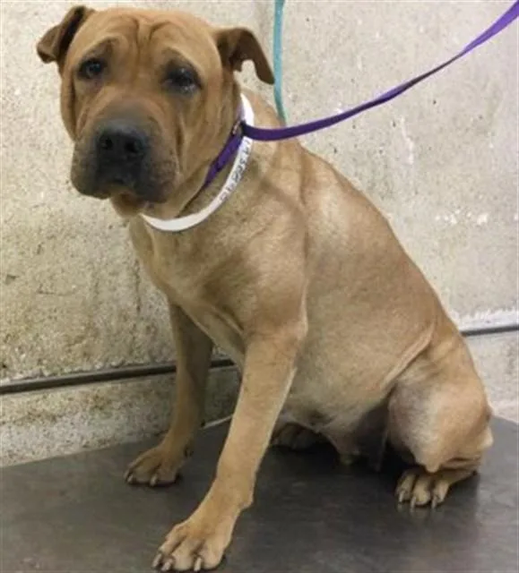 An adult medium-sized female Shar-Pei dog named Puddin for adoption in Riverside, CA