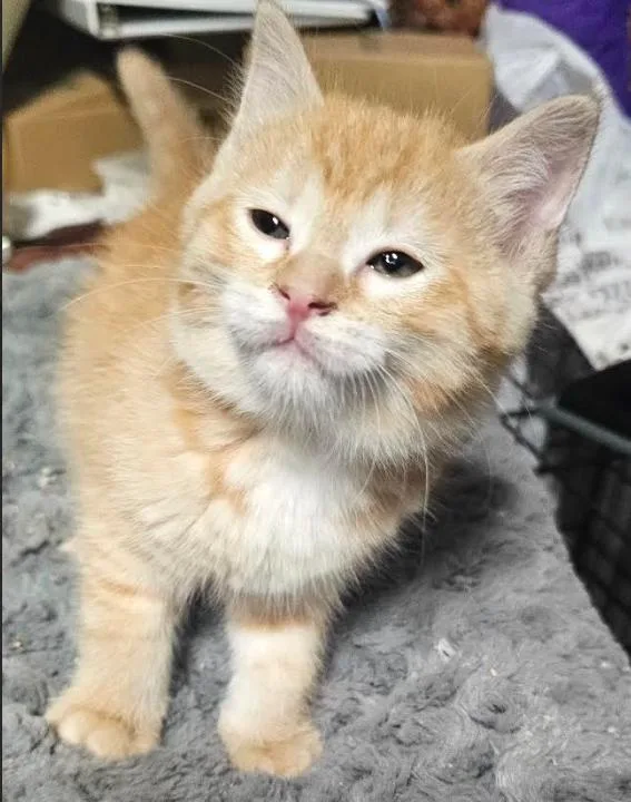 A baby small-sized female Orange / Red Domestic Short Hair cat named Moana for adoption in Brooklyn Center, MN