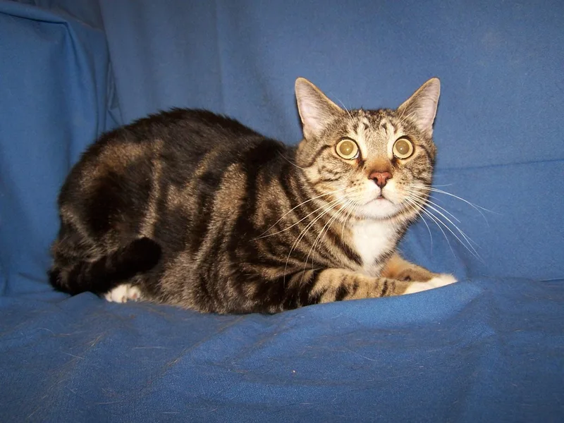An adult medium-sized male Tabby (Brown / Chocolate) Domestic Short Hair cat named Riff for adoption in Colorado Springs, CO