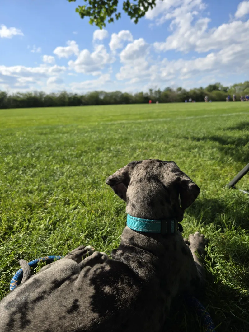 A baby extra large-sized male Great Dane dog named Maverick for adoption in Pine Beach, NJ