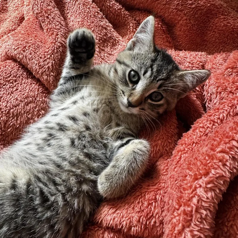 A baby small-sized male Brown / Chocolate Domestic Short Hair cat named Spitfire for adoption in Fresno, CA