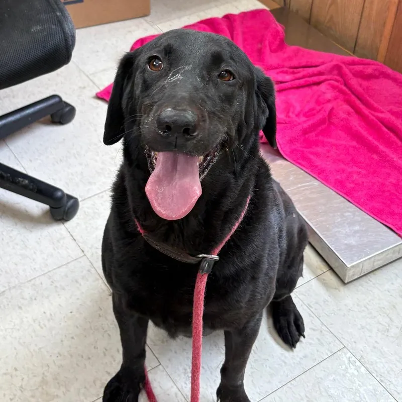 A senior medium-sized male Black Mixed Breed dog named Chopper for adoption in Columbiana, AL