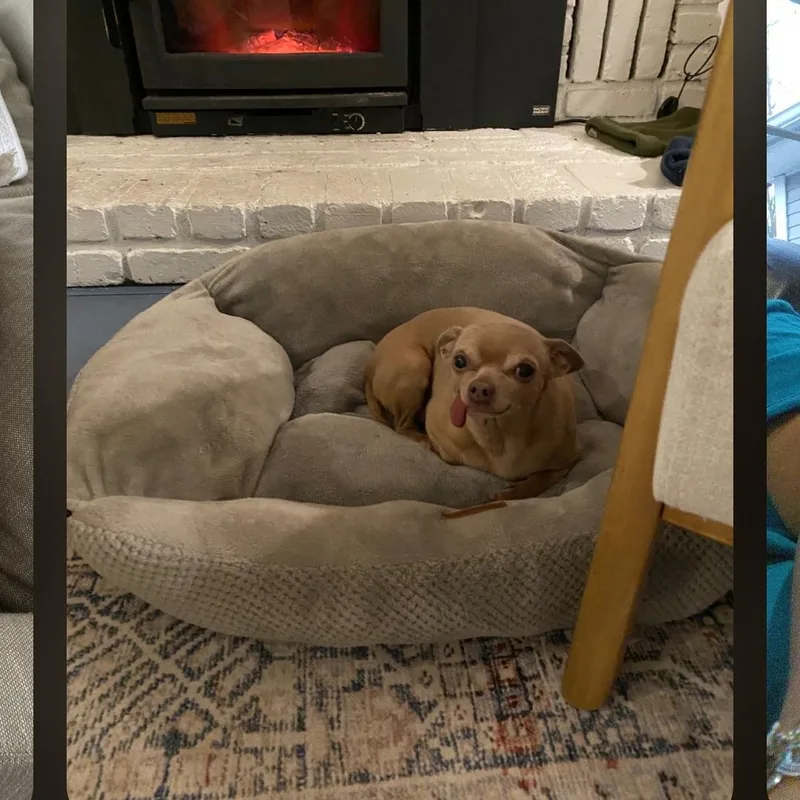 A senior small-sized male Yellow / Tan / Blond / Fawn Chihuahua dog named Mugsie for adoption in Wolcott, CT