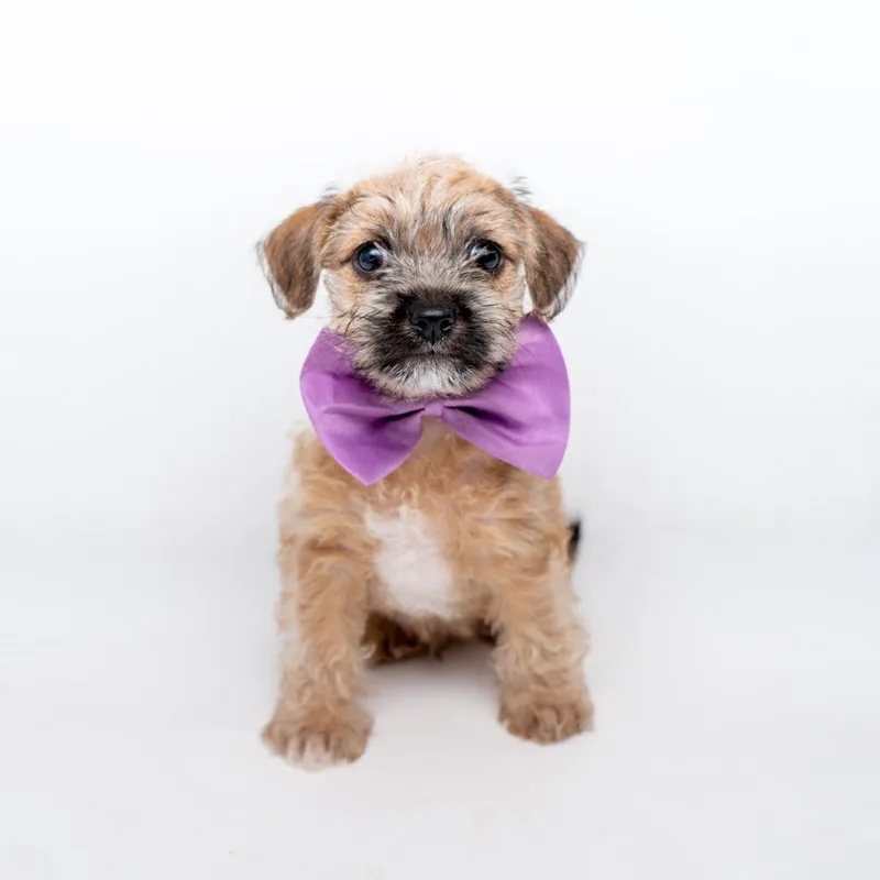 A baby small-sized male Brown / Chocolate Chihuahua dog named Kipper for adoption in New York, NY