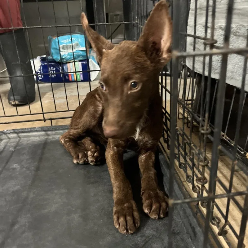 A baby small-sized female Brown / Chocolate Shepherd dog named Gadget for adoption in Edinburg, TX