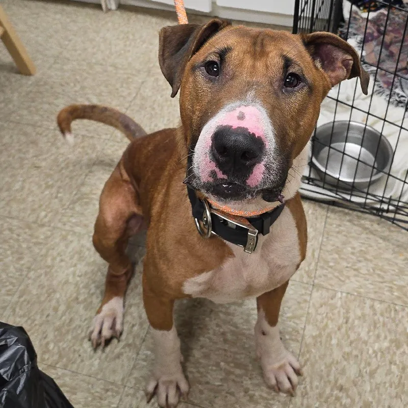 An adult medium-sized male Red / Chestnut / Orange Bull Terrier dog named Chico for adoption in Milan, IL