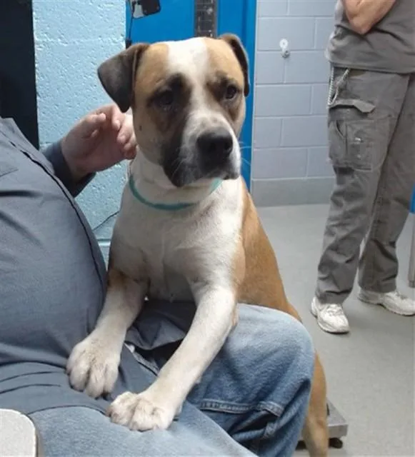 A young medium-sized male Pit Bull Terrier dog named Mack for adoption in Albuquerque, NM