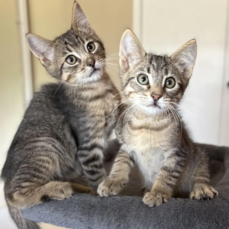 A young medium-sized male Tabby (Gray / Blue / Silver) Domestic Short Hair cat named Wyn for adoption in Oracle, AZ