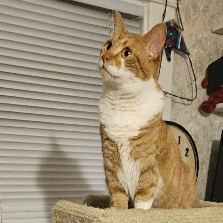 Henny Penny Df thumbnail 3