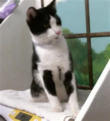 A young medium-sized male Domestic Short Hair cat named Kelvin for adoption in Houston, TX