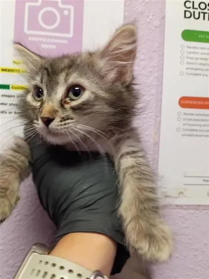 A baby small-sized female Brown / Chocolate Domestic Medium Hair cat named 61133402 for adoption in El Paso, TX