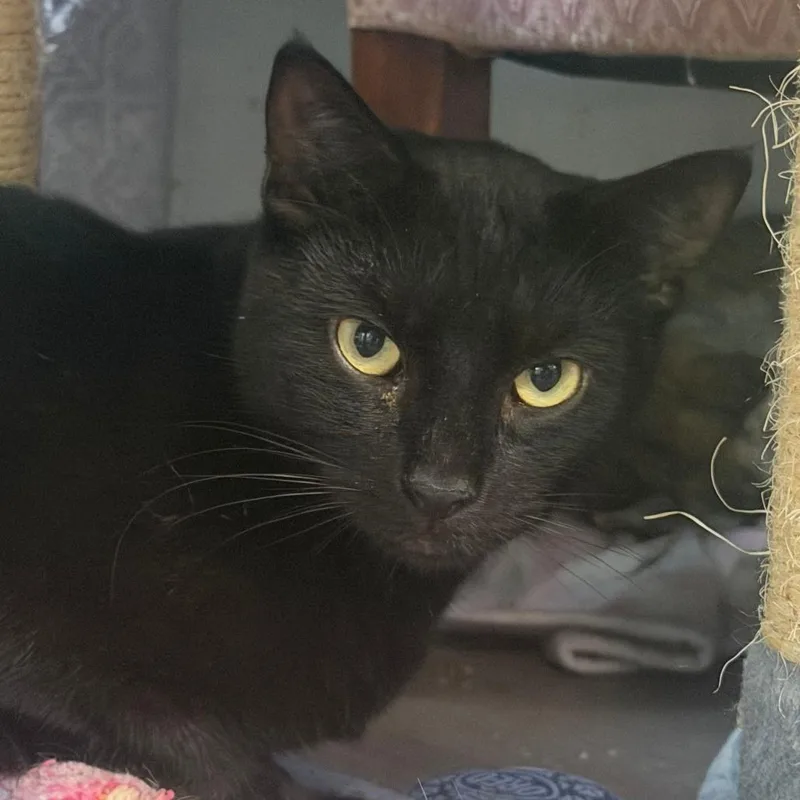 A young small-sized male Black Domestic Short Hair cat named Et for adoption in Pittsburgh, PA