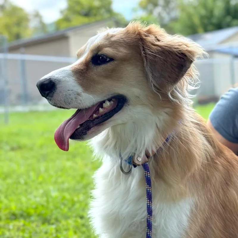 Hazel