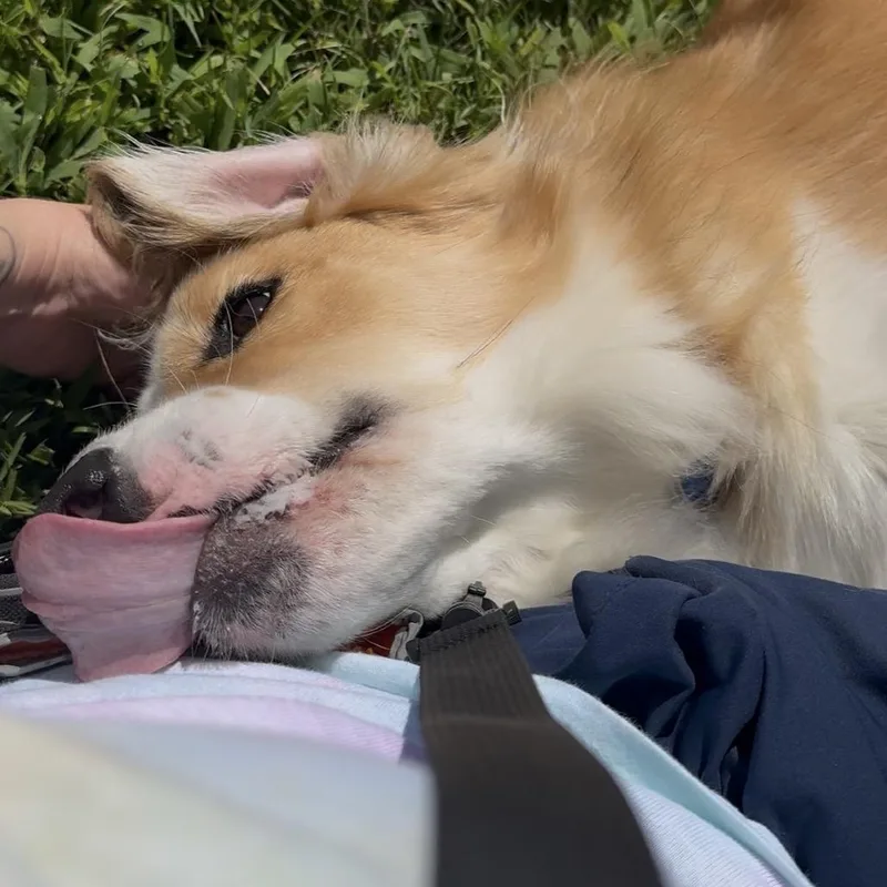 Hazel thumbnail 6