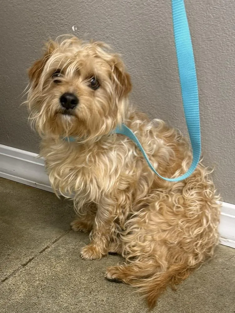An adult small-sized male Shih Tzu dog named Jonesie for adoption in Bolivar, MO