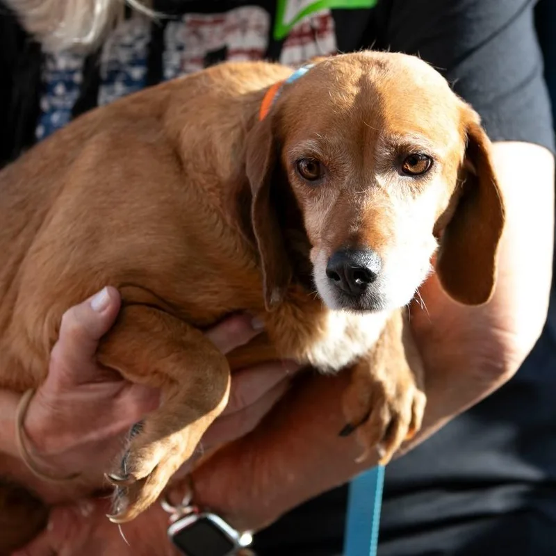 A senior medium-sized female Red / Chestnut / Orange Beagle dog named Foxy for adoption in Peyton, CO