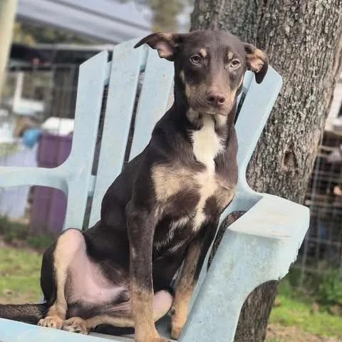 A young medium-sized male Brown / Chocolate Mixed Breed dog named Up for adoption in Dover, AR