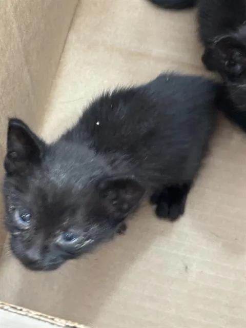 A baby medium-sized male Domestic Short Hair cat named Lucky for adoption in Dallas, TX